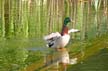 Baby Ducks, Canada Stock Photographs