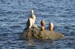 Balanced Stones, English Bay