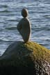 Balanced Stones, English Bay