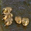 Baby Ducks, Canada Stock Photographs