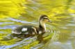 Canadian Goose, Canada Stock Photos