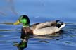 Canadian Goose, Canada Stock Photos