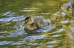 Baby Ducks, Canada Stock Photographs