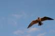 Flying Seagull(s), Canada Wildlife