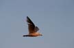 Flying Seagull(s), Canada Wildlife