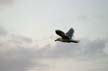 Flying Seagull(s), Canada Wildlife