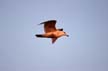 Flying Seagull(s), Canada Wildlife