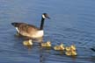 Geese Family, Canada Stock Photos