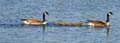 Canadian Geese, Lost Lagoon