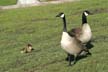 Geese Family, Canada Stock Photos