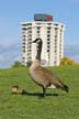 Geese Family, Canada Stock Photos