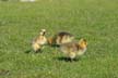 Geese Family, Canada Stock Photos