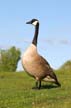 Geese Family, Canada Stock Photos