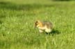 Geese Family, Canada Stock Photos