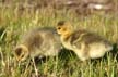 Geese Family, Canada Stock Photos