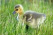 Geese Family, Canada Stock Photos