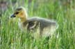 Geese Family, Canada Stock Photos