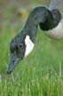 Geese Family, Canada Stock Photos