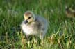 Geese Family, Canada Stock Photos