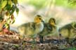 Geese Family, Canada Stock Photos