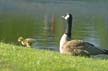 Canadian Geese, Canada Stock Photos