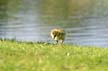 Canadian Geese, Canada Stock Photos