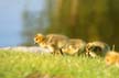 Canadian Geese, Canada Stock Photos