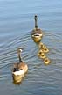 Canadian Geese, Canada Stock Photos