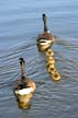 Canadian Geese, Canada Stock Photos