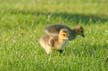 Canadian Geese, Canada Stock Photos