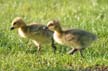 Canadian Geese, Canada Stock Photos