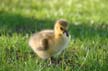 Canadian Geese, Canada Stock Photos