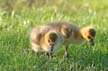 Canadian Geese, Canada Stock Photos