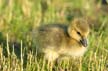 Canadian Geese, Canada Stock Photos