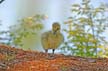 Canadian Geese, Canada Stock Photos