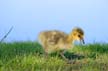 Canadian Geese, Canada Stock Photos