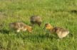 Canadian Geese, Canada Stock Photos