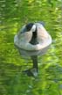 Canadian Goose, Canada Stock Photos