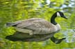 Canadian Goose, Canada Stock Photos