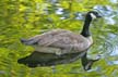 Canadian Goose, Canada Stock Photos