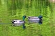 Mallard Duck, Canada Stock Photos