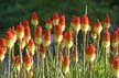 Flowers, Canada Stock Photos