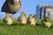 Canadian Geese, Canada Stock Photos