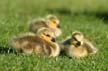 Canadian Geese, Canada Stock Photos