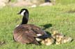 Canadian Geese, Canada Stock Photos