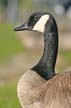 Canadian Geese, Canada Stock Photos