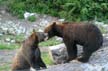 Grizzly Bear Refuge, Grouse Mountain