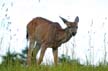 Elk, Grouse Mountain