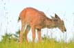 Elk, Grouse Mountain