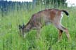 Elk, Grouse Mountain